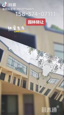 50公分银杏