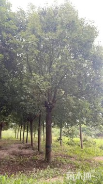 15公分香樟