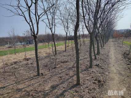 100公分皂荚