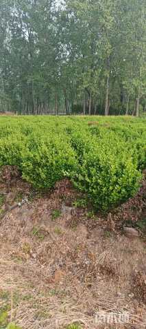 冠幅100厘米卫矛球