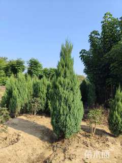 高度200厘米北京桧