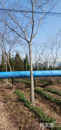 10公分朴树