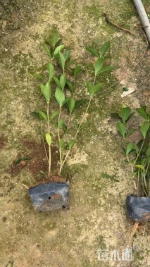 高度20厘米大叶栀子