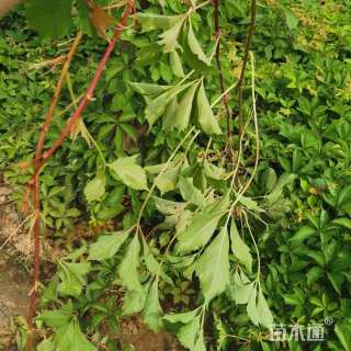 20厘米爬山虎
