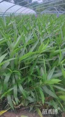 高度35厘米翠芦莉