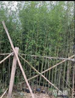 地栽苗刚竹