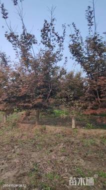 10公分日本红枫