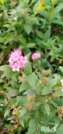 高度30厘米高山绣线菊