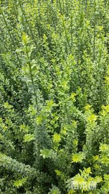 高度60厘米迎春花