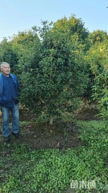 8公分四季桂