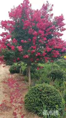 3公分红火箭紫薇