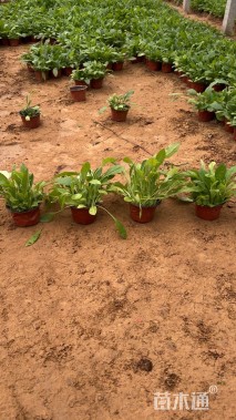 高度20厘米金光菊