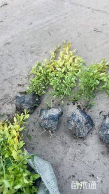 小杯苗亮晶女贞小苗