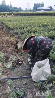 高度25厘米茶梅