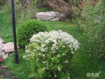 高度50厘米喷雪花