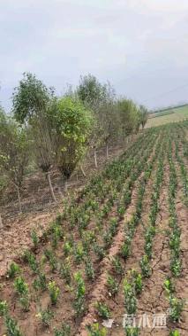 高度250厘米木槿