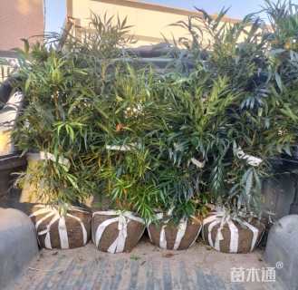 高度40厘米柳叶十大功劳
