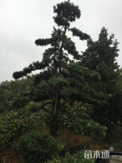 移栽苗造型罗汉松