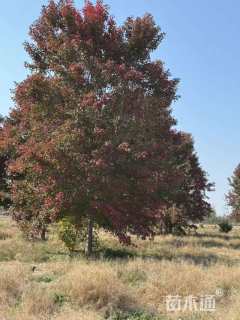 18公分美国红枫