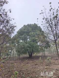 110公分(5杆)丛生香樟