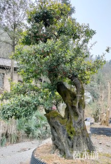 12公分造型榔榆