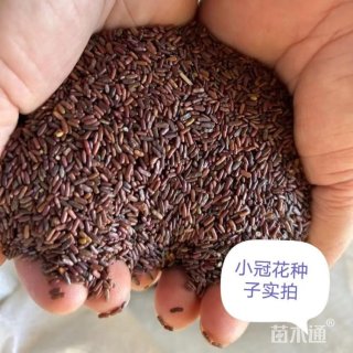 小冠花种子