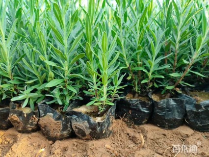 高度10厘米薰衣草