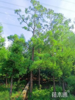10公分水松