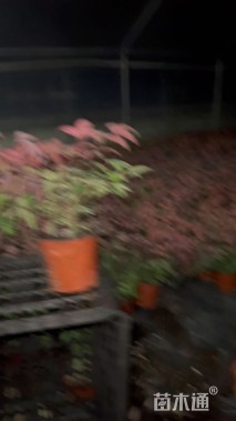 高度15厘米火焰南天竹