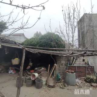 高度400厘米万年青