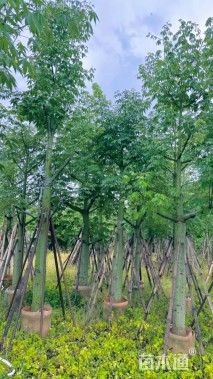18公分美丽异木棉