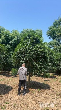 11公分桂花