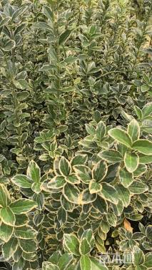 高度30厘米金边黄杨