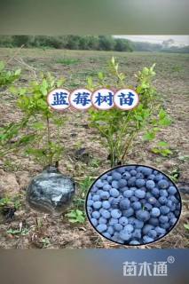 高度120厘米蓝莓小苗
