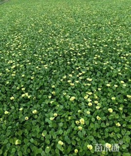 高度30厘米水罂粟