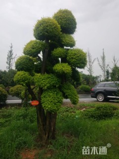 10公分亮金女贞（亮晶女贞）