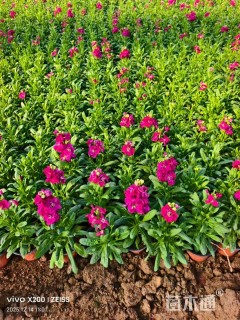 高度17厘米紫罗兰