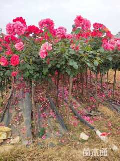 高度1500厘米月季