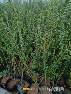 高度30厘米龟甲冬青