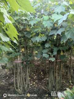 高度250厘米木芙蓉
