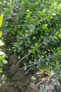 高度90厘米北海道黄杨