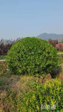 冠幅180厘米海桐球