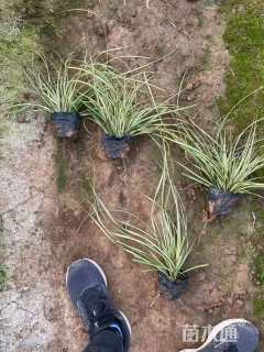 高度15厘米金叶苔草