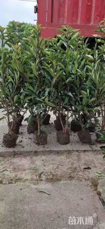 高度170厘米法国冬青