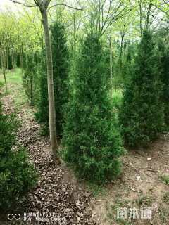 高度250厘米蜀桧