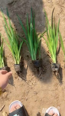 高度60厘米黄菖蒲