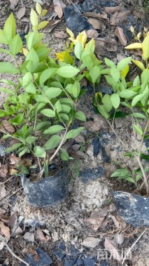 高度20厘米金森女贞小苗