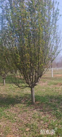 15公分西府海棠