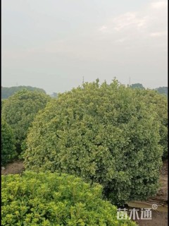 冠幅250厘米金边黄杨球