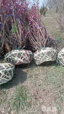 10公分(20杆)丛生红梅